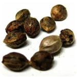 Семена марихуаны АК-47  (Seeds AK-47) в Иваново